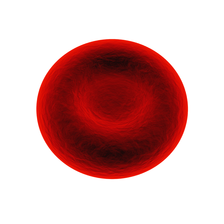 red blood cell