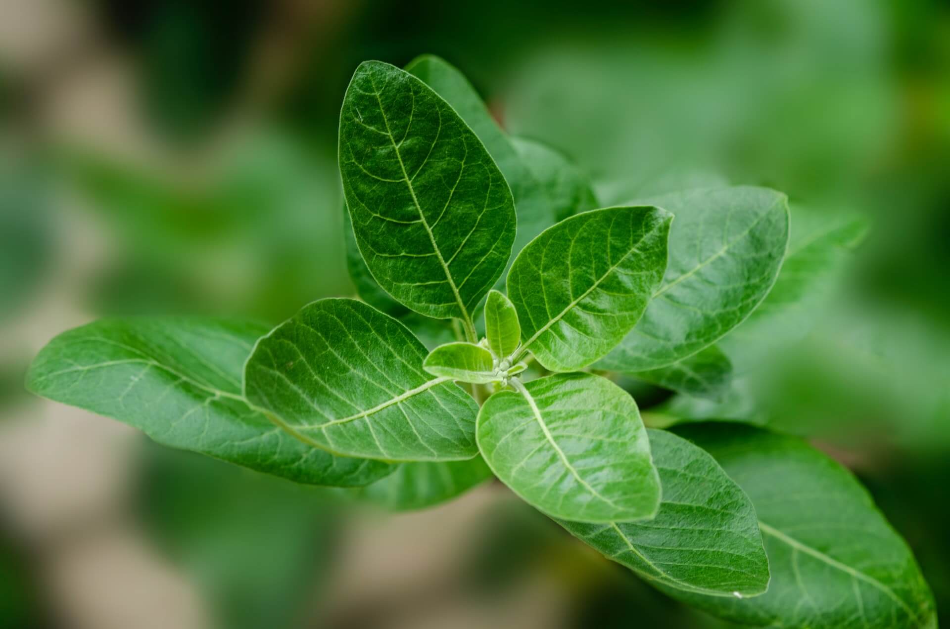 does ashwagandha break a fast